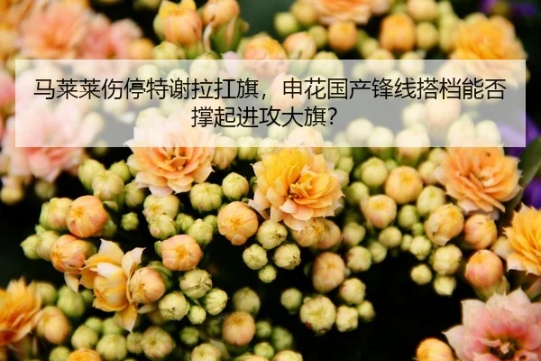 马莱莱伤停特谢拉扛旗，申花国产锋线搭档能否撑起进攻大旗？